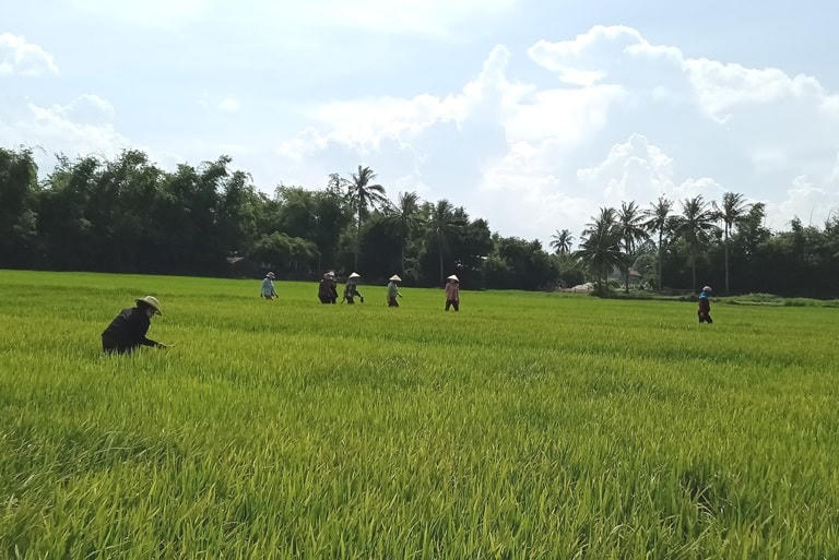 Bà con kiểm tra sâu hai lúa trên đám ruộng mình.