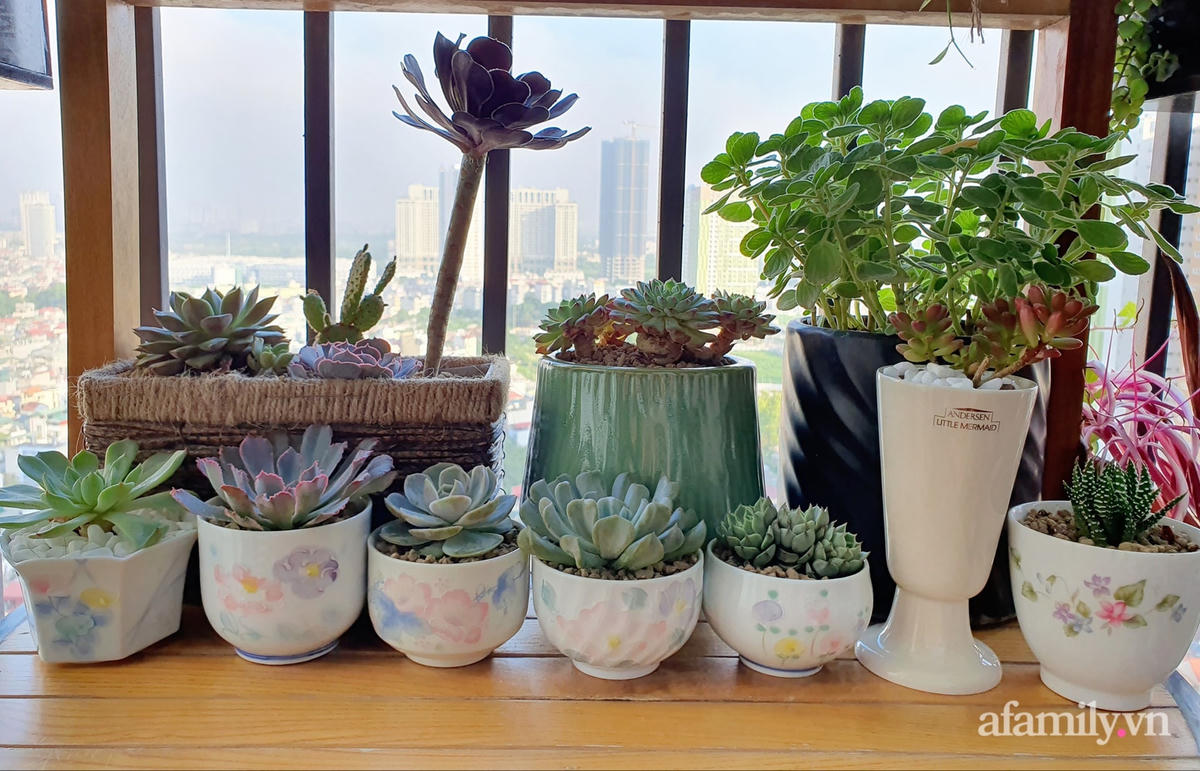 [ẢNH] Ngỡ ngàng vườn sen đá tuyệt đẹp chỉ 6 m2 ở Thủ đô Hà Nội