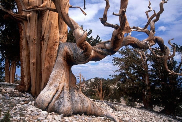 Cây thông Bristlecone - cái cây lâu đời nhất thế giới.