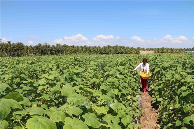 Trà Vinh hỗ trợ nông dân chuyển đổi cây trồng vật nuôi.