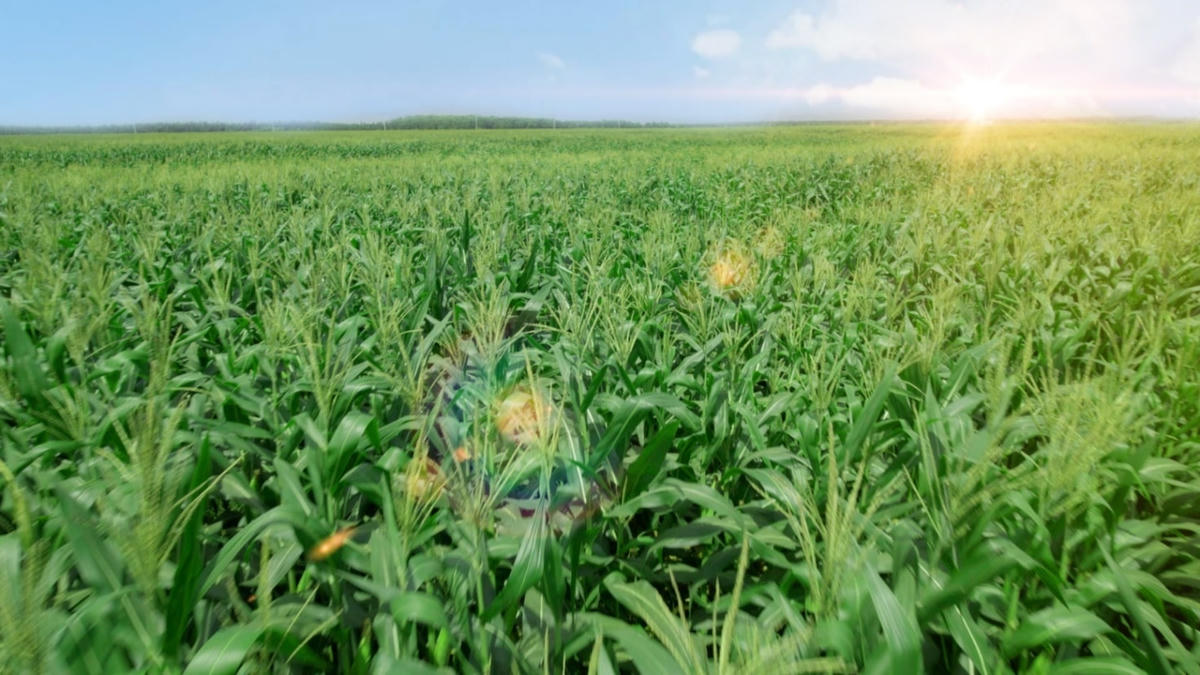 Cánh đồng bắp tươi tại Trang Trại Sinh Thái Vinamilk Green Farm Tây Ninh.