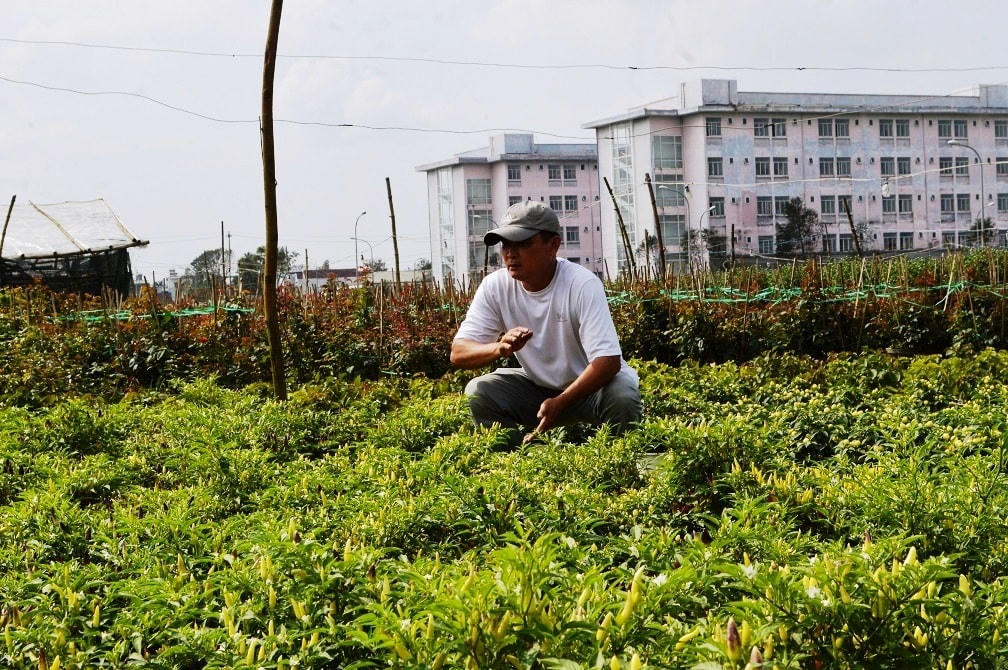 Ông Nguyễn Tấn Toàn chia sẻ về trồng hoa Tết năm nay.