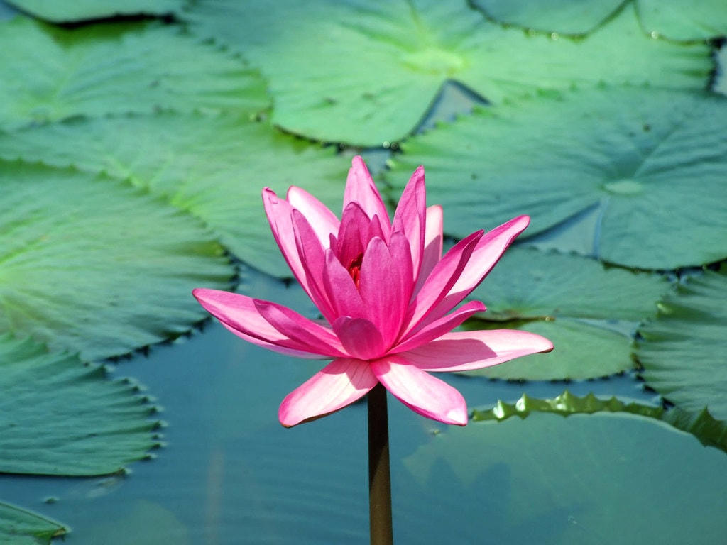 Về thương hoa súng
