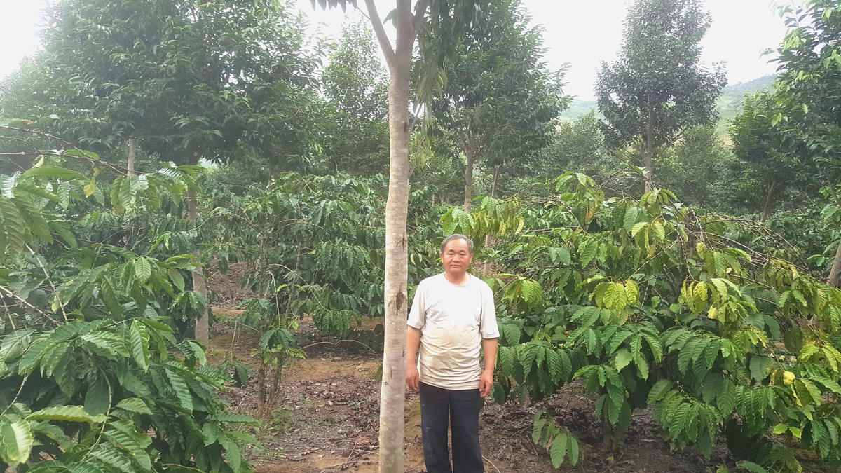 Vườn cây dó trầm 3 năm tuổi trồng xen cà phê của gia đình ông Thanh ở thôn Cư Tê.