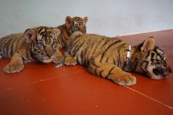 Tuy nhiên, sau khi có cân nặng trên 30 kg, chúng được nuôi nhốt riêng với 2 phòng thông nhau để đảm bảo an toàn trong quá trình chăm sóc, cho ăn và vệ sinh chuồng trại.