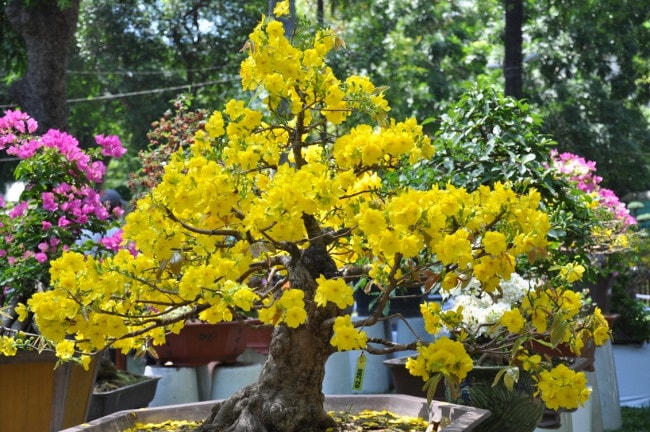 Mai vàng.
