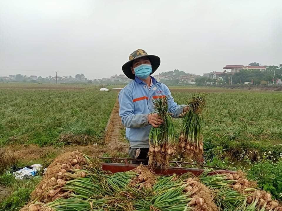 Hải Dương: Hành, tỏi mất mùa, rớt giá 