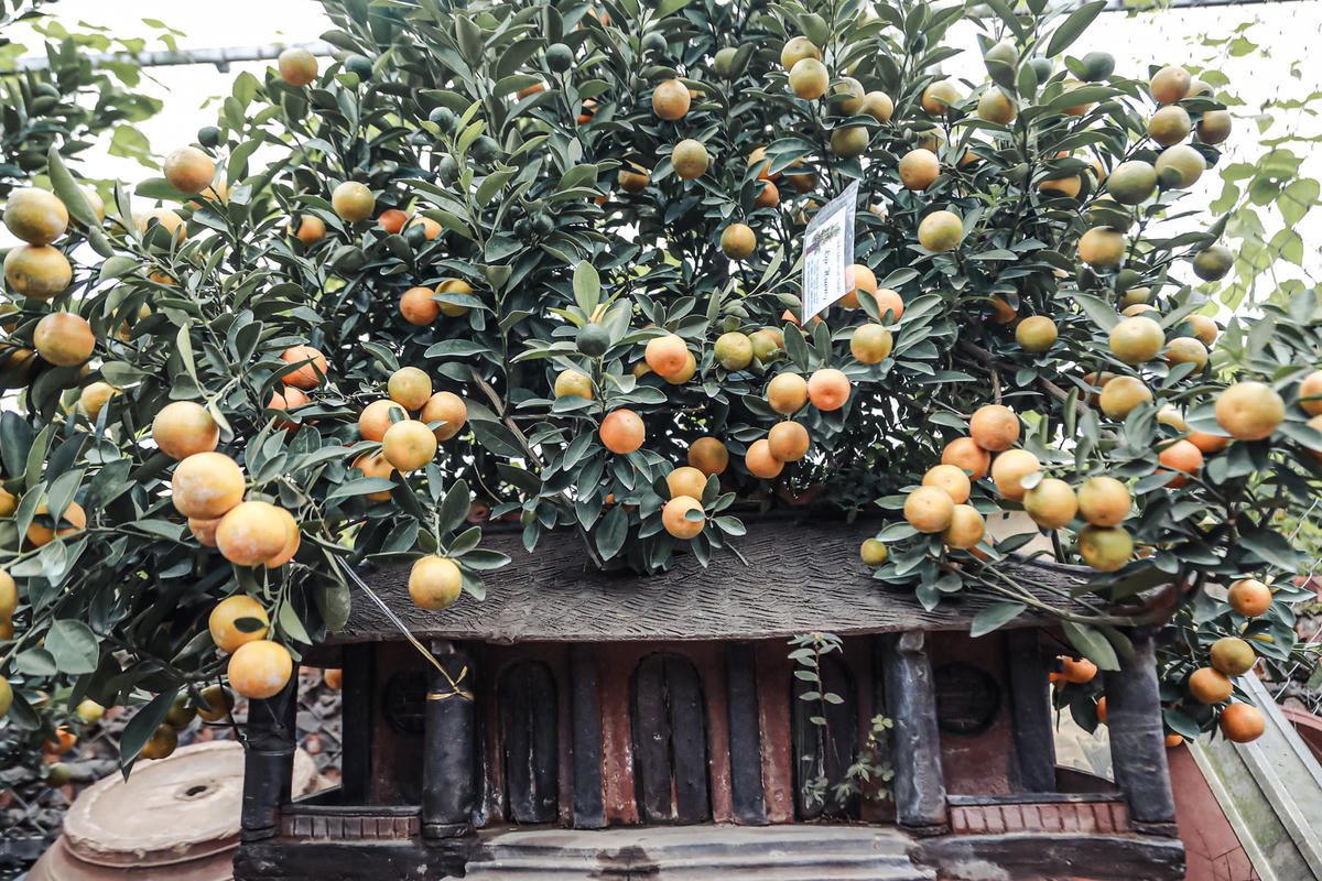 Hiện nay, các loại quất bonsai được khách hàng lựa chọn nhiều, tiếp đến là những cây được tạo dáng và đánh quất vào lọ, chum nhỏ. Xu hướng người tiêu dùng cũng thích những cây bonsai nhỏ nhắn mà trĩu quả, không chiếm dụng nhiều không gian nhưng vẫn tạo được không khí Tết ấm cúng.