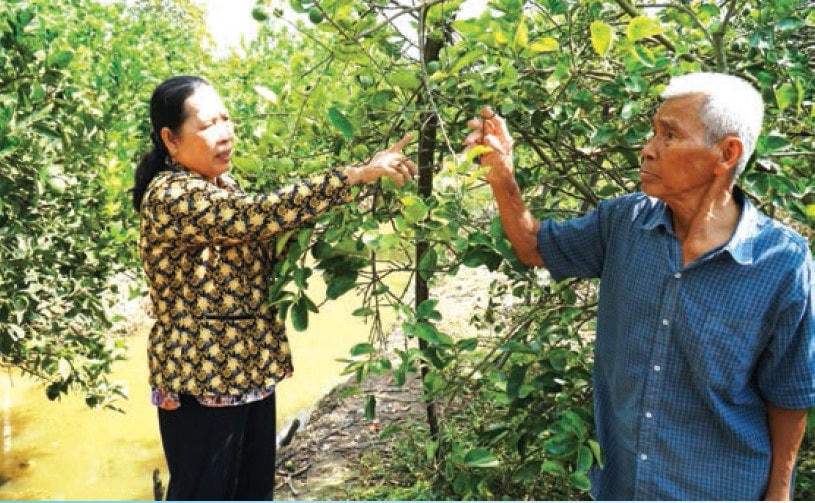 Mô hình chanh không hạt thu nhập cao của nông dân xã Trường Long.