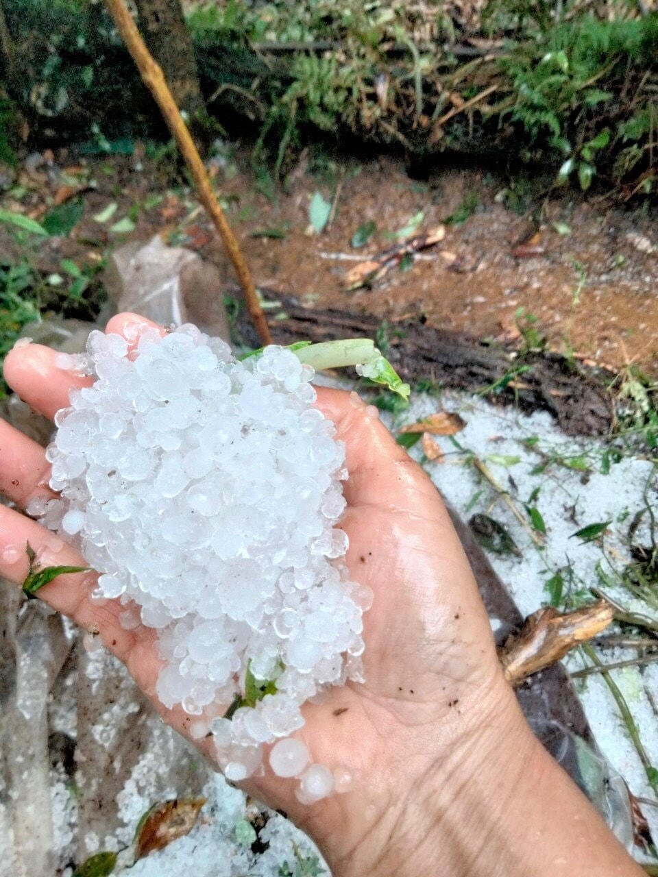 Những hạt mưa được người dân nhặt để trên tay.