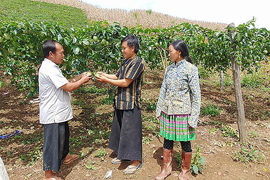 Mô hình trồng cây chanh leo, mận hậu trên đất dốc đã mang lại hiệu quả kinh tế cao.