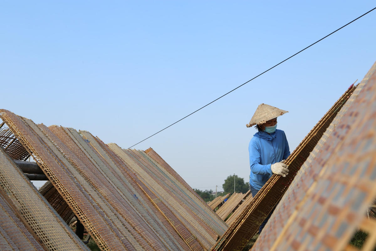 Bánh đa nem được phơi cẩn thận, đúng kỹ thuật.
