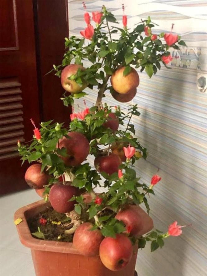 Táo bonsai được dính keo như thật.