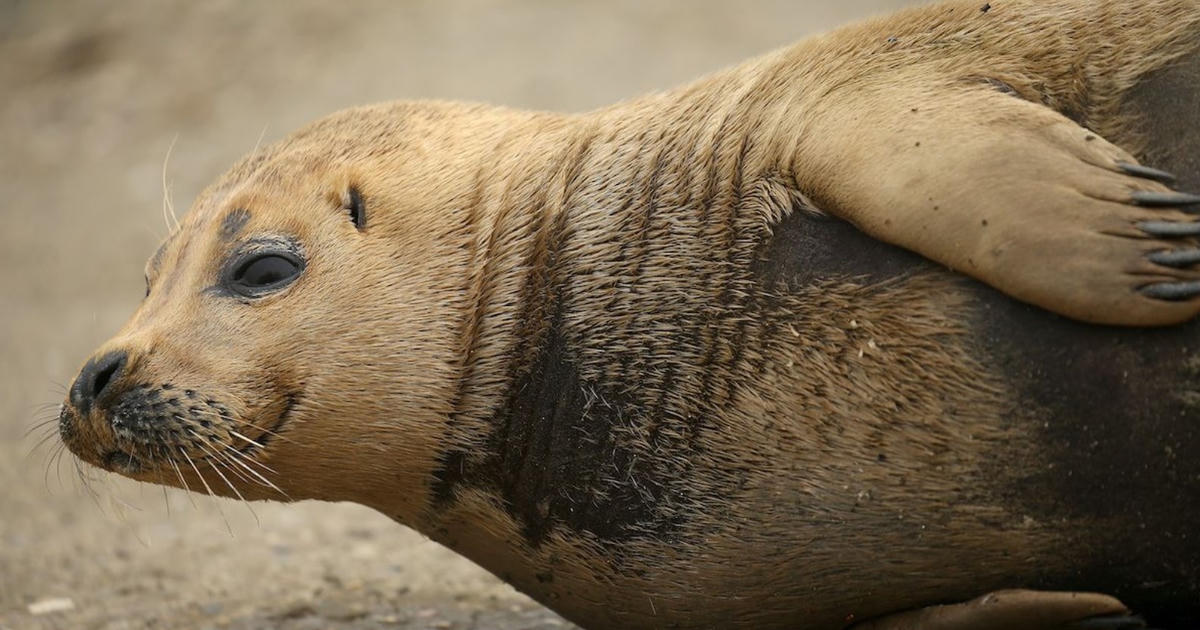 Hải cẩu đã được phát hiện ở sông Thames. Ảnh: CNN.