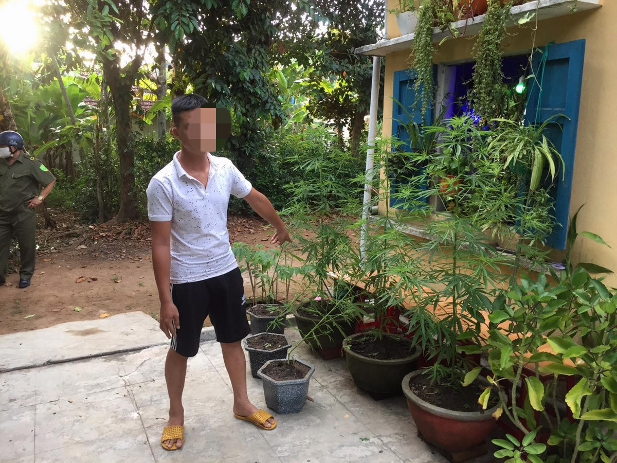 Ông H. chỉ 6 cây cần sa mình trồng trong vườn nhà.