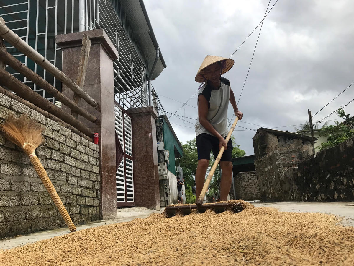 Đồng thời, tranh thủ nắng lên phơi lúa bị ngâm gần 2 ngày dưới nước.