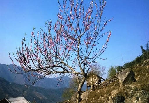 Đào rừng vẫn giữ được ngôi vương của mình trong những dịp xuân về.
