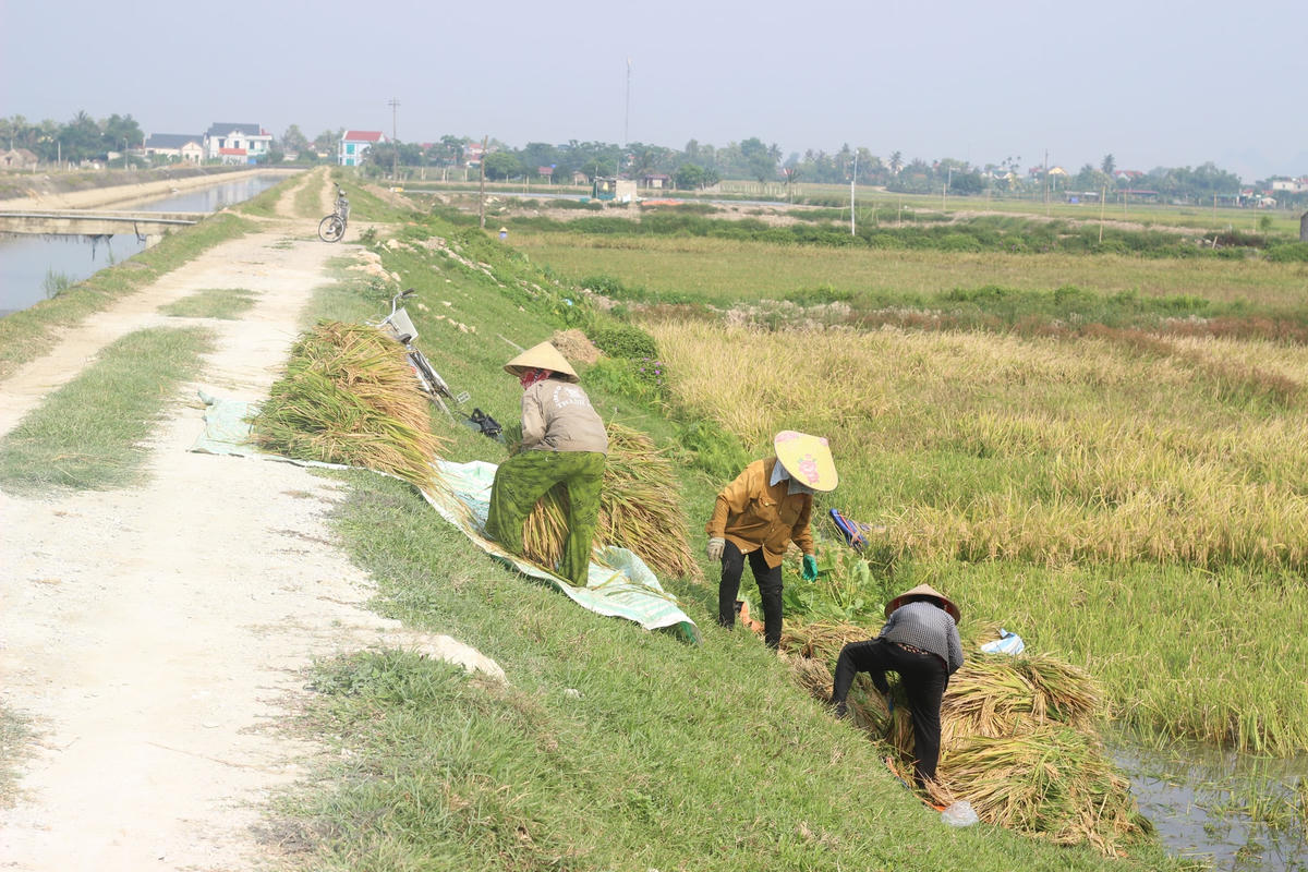 Nông dân ra đồng phải đeo khẩu trang, giữ khoảng cách tối thiểu 2m trong quá trình gặt lúa. Ảnh tư liệu trước thời điểm dịch bệnh.