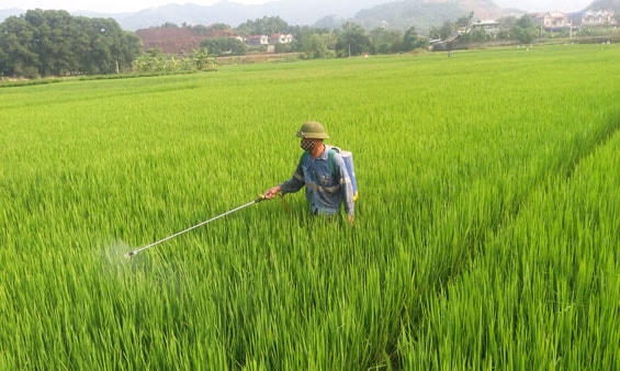 Nông dân Phú Yên phun thuốc trừ sâu, phòng chống các bệnh hai lúa.  
