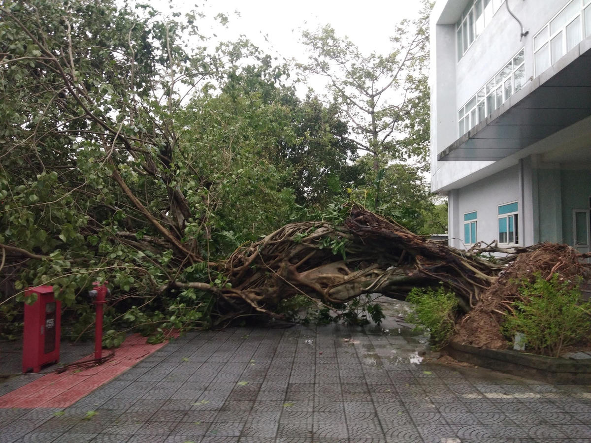 Nhiều cây xanh cổ thụ trên các tuyến đường tại TP Huế bị gió quật ngã, bật gốc.