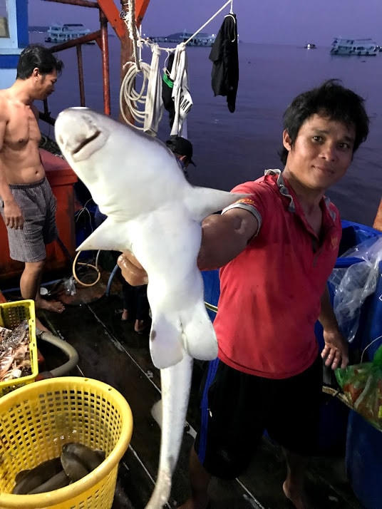 Thành quả một lần săn cá nhám.