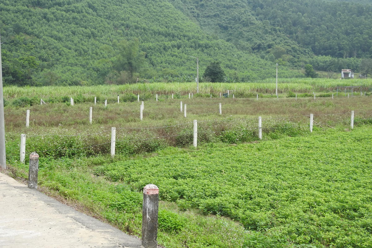 Đất canh tác nông nghiệp được chia lô ở một xã của huyện Hòa Vang. Ảnh Thanh Tùng.