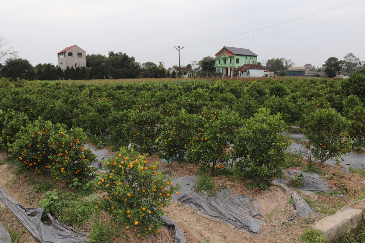Xã Hợp Lý được xem là 'vựa quất' lớn nhất Thanh Hoá.    