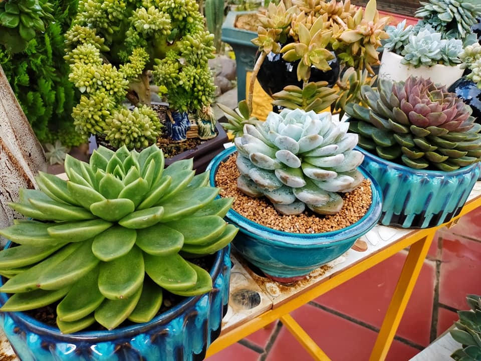 Không chỉ mang vẻ đẹp ai nhìn cũng mê mà cây sen đá trong phong thủy còn mang nhiều ý nghĩa may mắn. Ảnh: NVCC. 