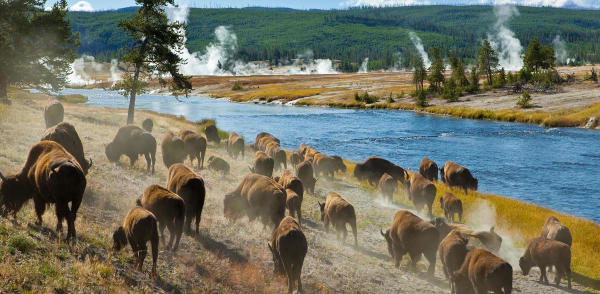 Vườn quốc gia Yellowstone bảo tồn rất nhiều loài động vật. Ảnh: CNN.