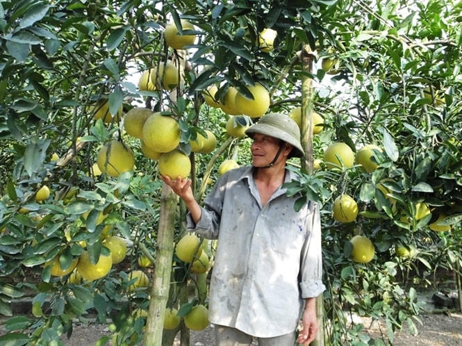 Chăm sóc vườn bưởi.