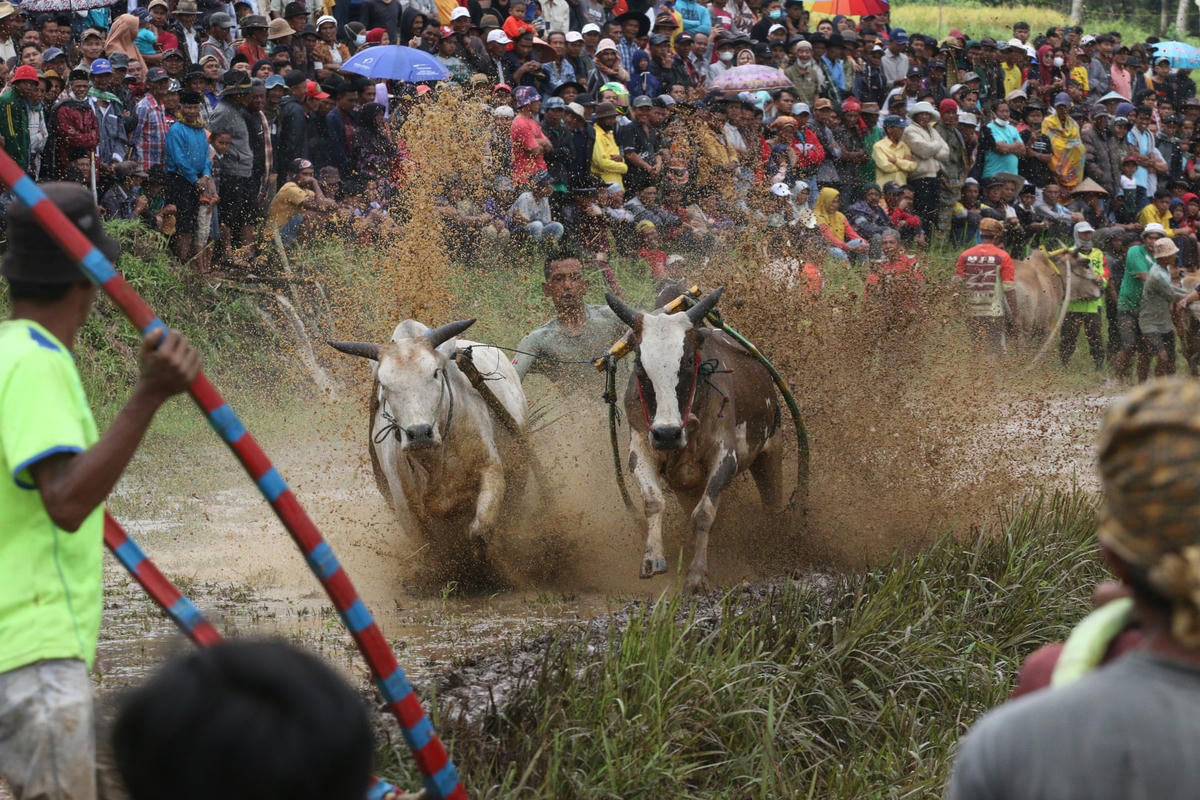 Một cuộc đua gia súc truyền thống ở quận Tanah Datar, phía Tây đảo Sumatra. Lễ hội Pacu Jawi được tổ chức hàng năm sau vụ thu hoạch lúa, hiện là điểm thu hút đông đảo du khách trong và ngoài nước. Ảnh: Adi Prima / Anadolu Agency / Getty Images.