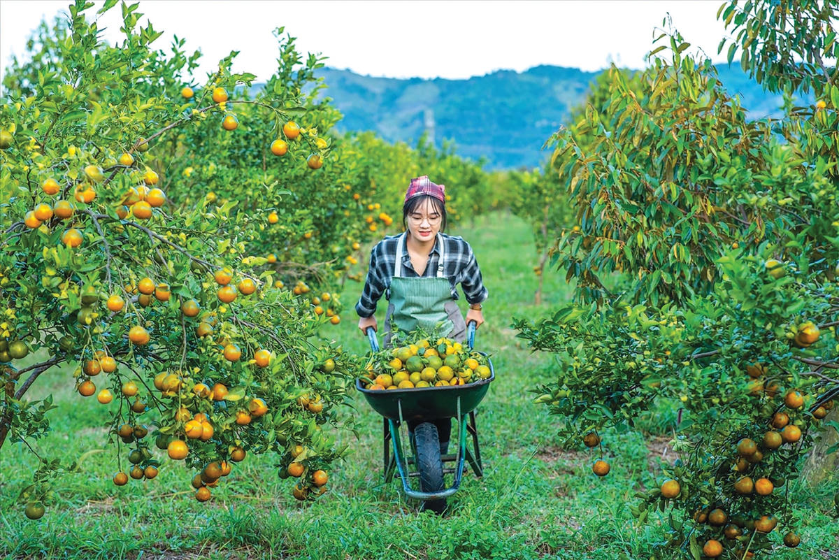 Thu hoạch quýt tại nông trại Huyfarm.