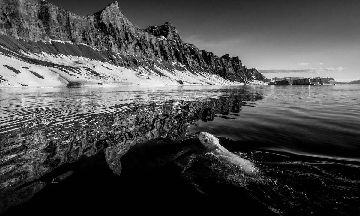 Một chú gấu - Cuộc sống biển của Greenland. Ảnh: Carsten Egevang.