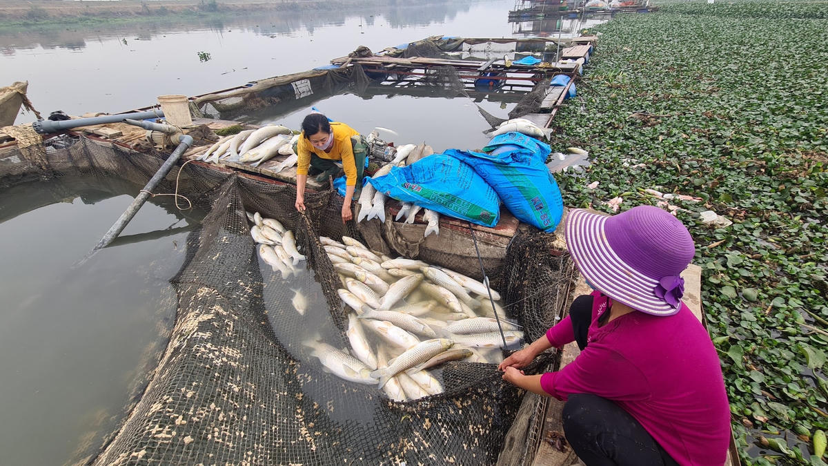 Cá lồng chết hàng loạt, nhiều hộ nuôi mất trắng. Ảnh: Nam Anh.