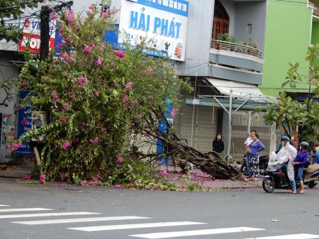 Đà Nẵng: Nhiều cây xanh bật gốc, người dân ra biển bắt cá sau bão