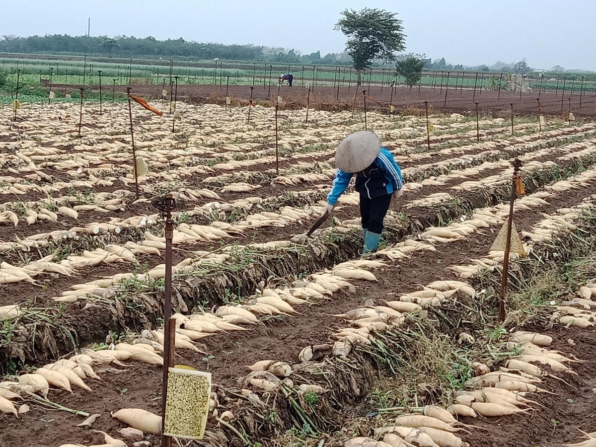 Hà Nội: Nông dân vứt rau củ trắng đồng do không có người mua
