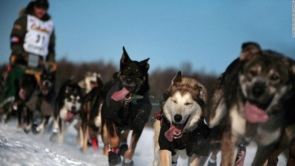 Cuộc đua chó kéo trên tuyết Iditarod ở Alaska (Mỹ) kéo dài ít nhất 8 ngày với quãng đường trên 1.000 dặm dưới nhiệt độ - 50 độ C.
