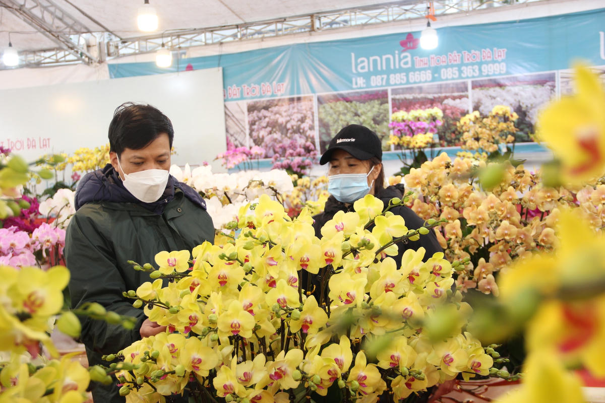Hà Nội: Hoa lan 'ra phố' chào hàng, giá cao nhất đến 250 triệu đồng
