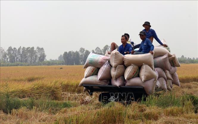 Thu hoạch lúa Đông Xuân 2020 - 2021 ở xã Định Hòa, huyện nông thôn mới Gò Quao.