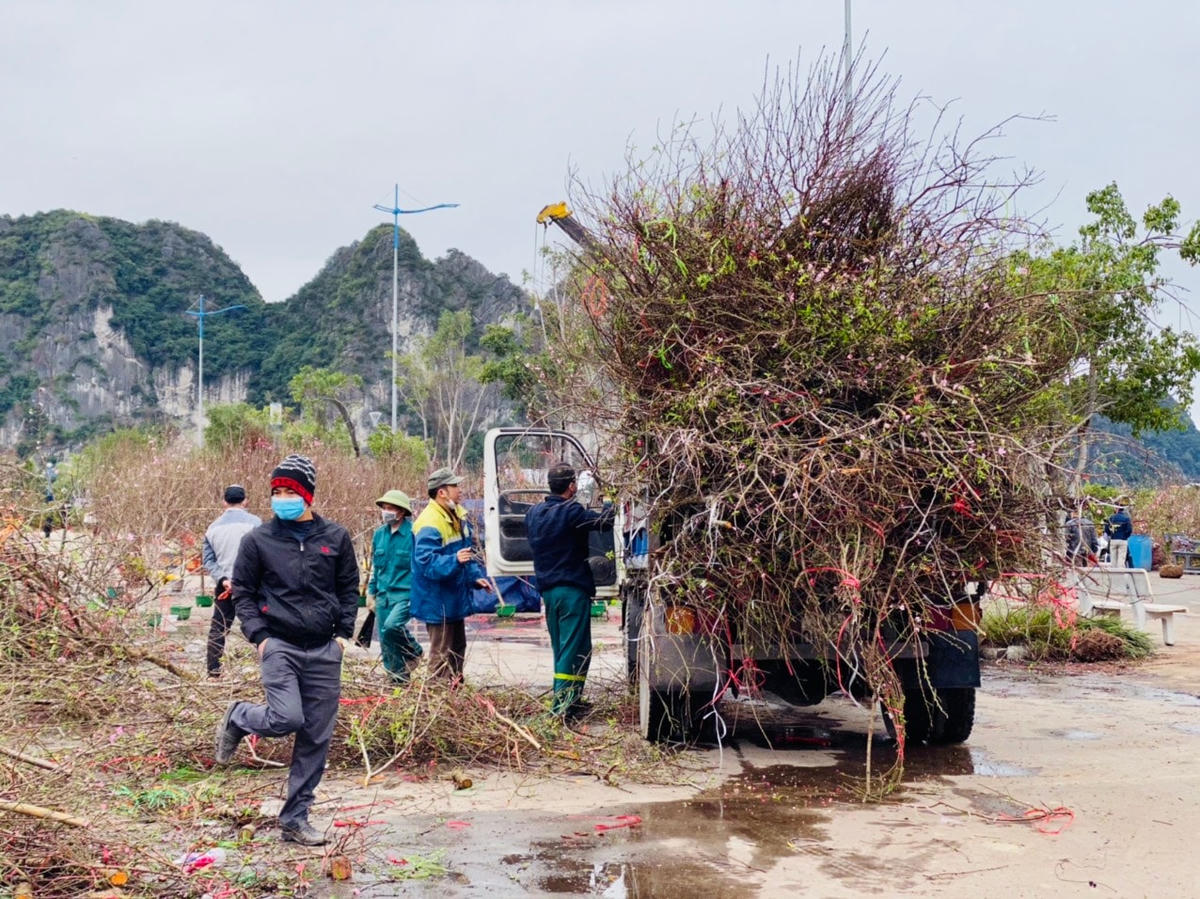 Quá ế ẩm, người bán phá bỏ đào quất ngày 29 Tết 