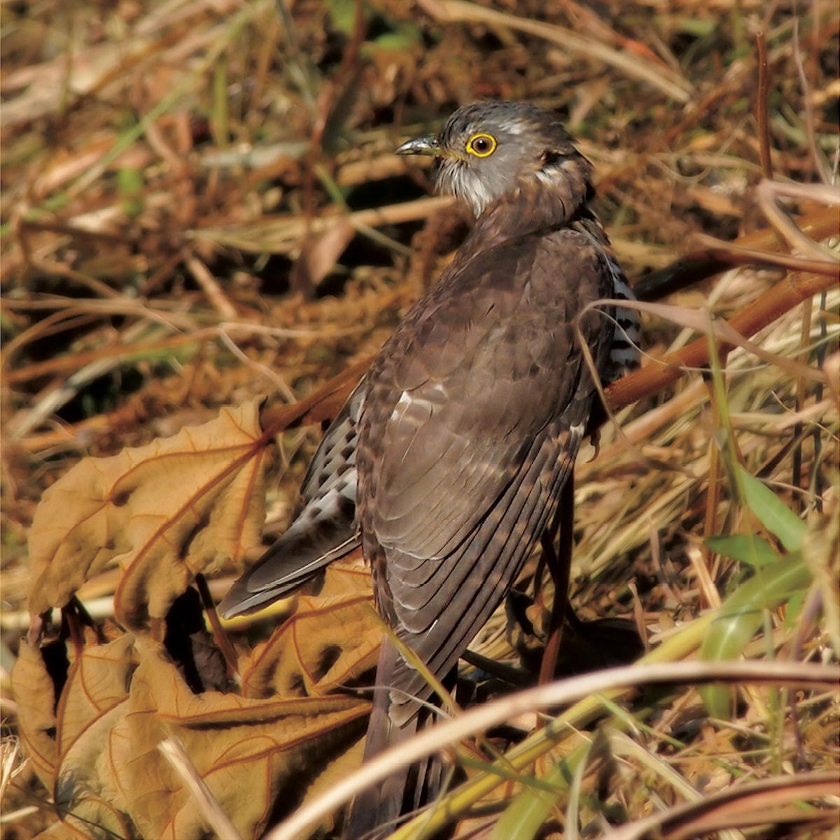 [ẢNH] Khám phá những loài chim xinh đẹp ngỡ ngàng