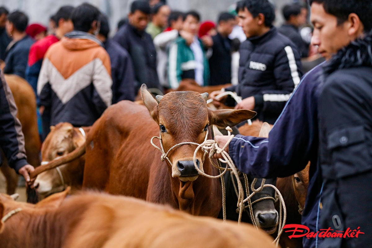 Nếu tại phiên chợ này, người dân không bán được bò thì đợi đến phiên chợ sau họ lại mang bò đến bán.