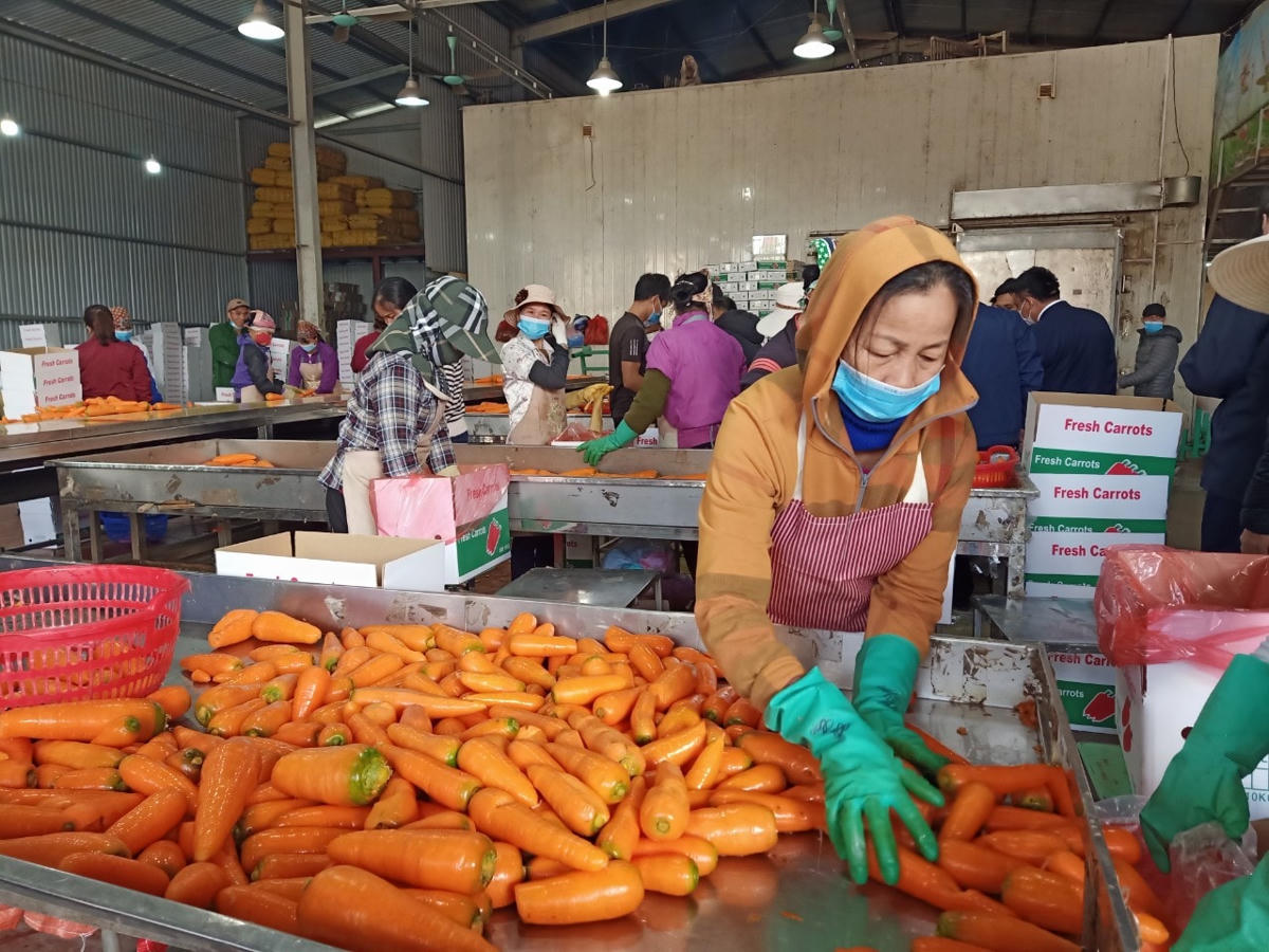 Nông dân Hải Dương phấn khởi đón chào vụ cà rốt mới với nhiều tín hiệu khả quan.