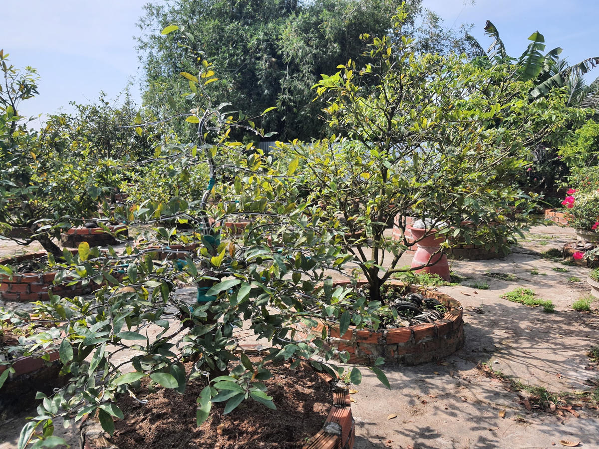 Bỏ nhiều vốn liếng, công chăm sóc với kỳ vọng sẽ thu lợi nhuận vào dịp cuối năm thế nhưng thị trường mai Tết đìu hiu khiến nhiều nhà vườn "méo mặt".