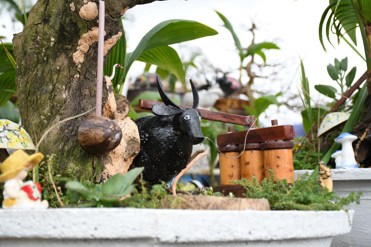 Độc đáo bonsai dừa hình trâu thu hút khách Tết Tân Sửu