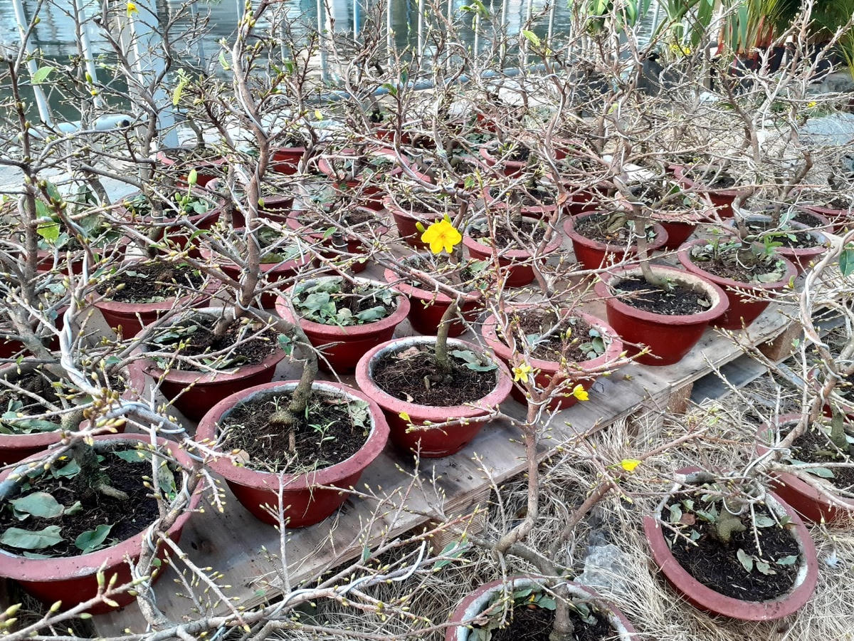 Do mới được nhặt lá nên hoa mai chỉ lác đác vài bông.
