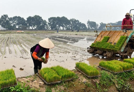 Chuẩn bị gieo cấy vụ đông xuân.
