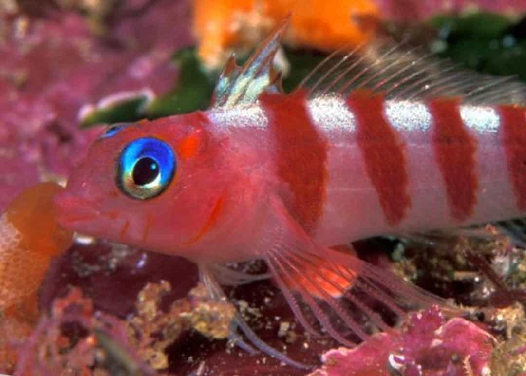 Cá ba đuôi mắt xanh.  