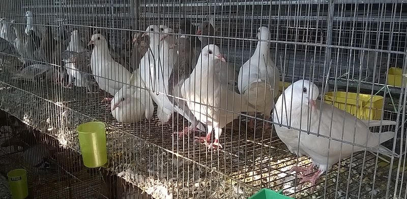 Nuôi bồ câu đem tới lợi nhuận kinh tế khá cao.
