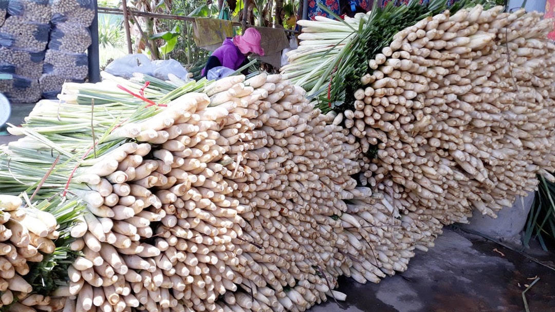 Cây sả cho giá trị kinh tế cao.